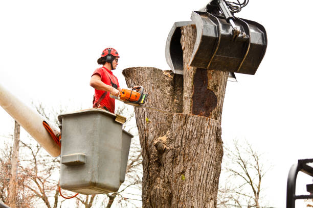 How Our Tree Care Process Works  in  Volga, SD